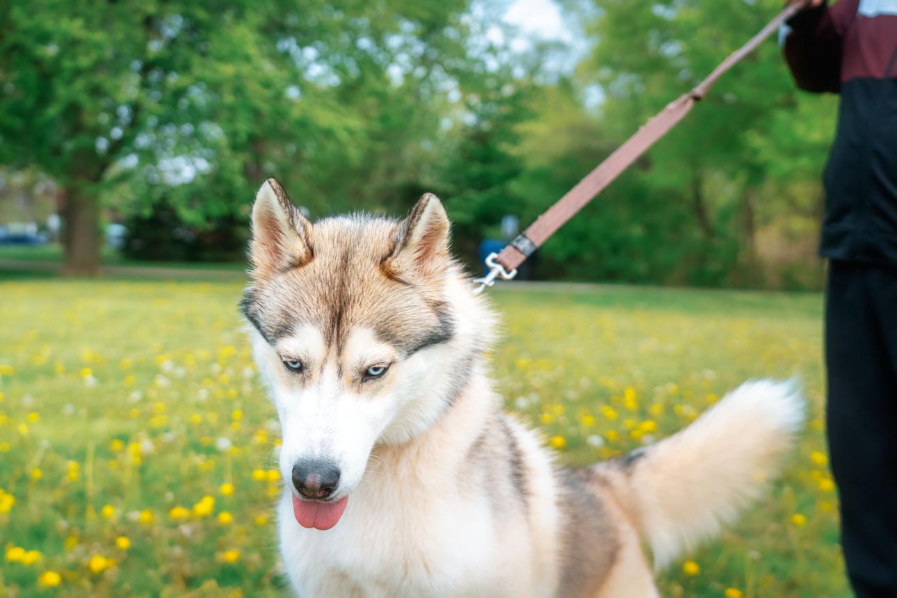 Husky Leash Training: How to Stop Pulling Fast