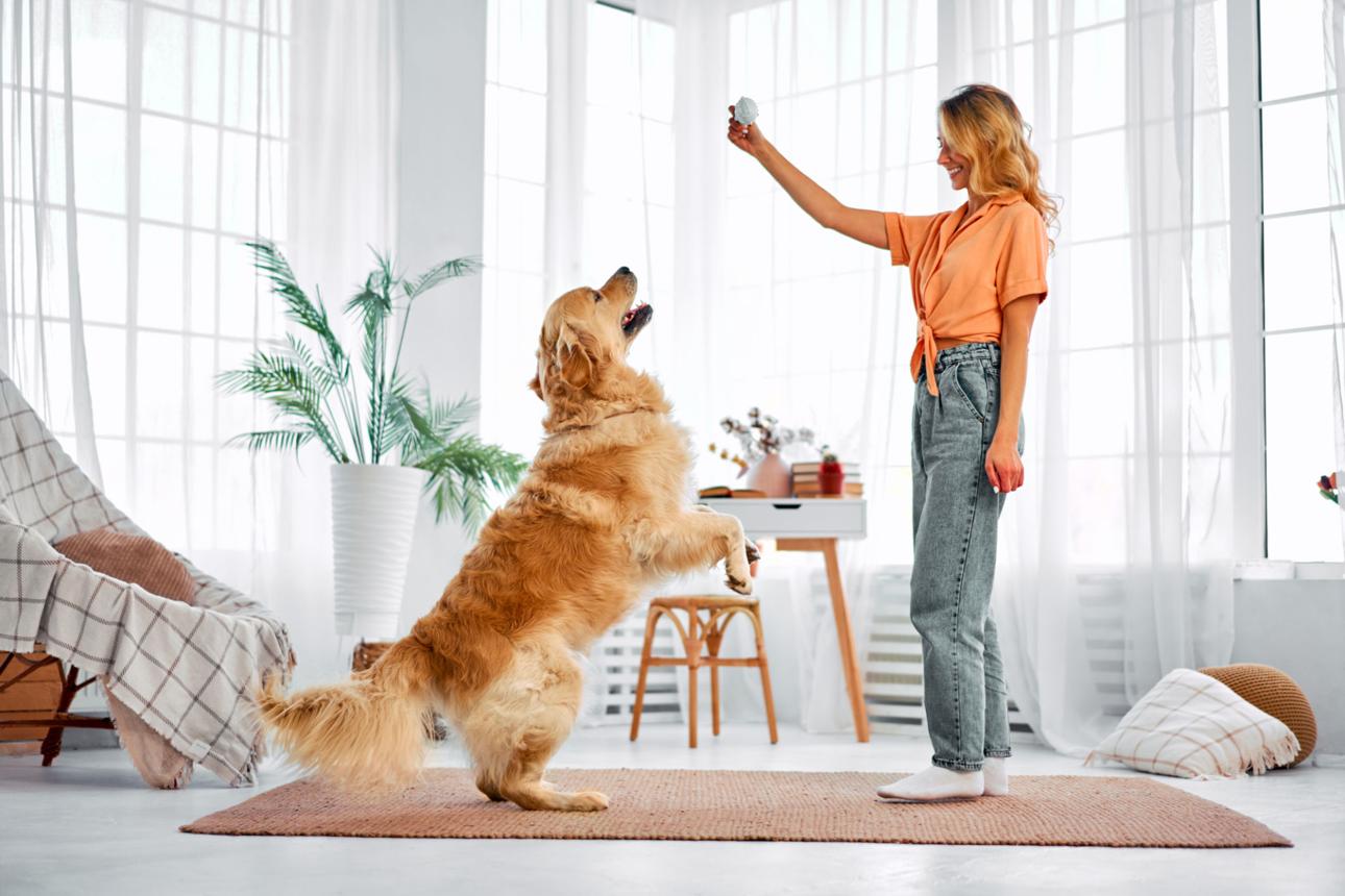 Golden Retriever Puppy Training Guide for Beginners