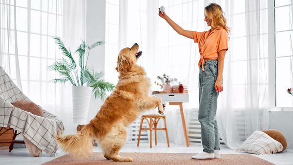 Golden Retriever Puppy Training Guide for Beginners