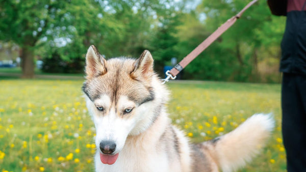 Husky Leash Training: How to Stop Pulling Fast