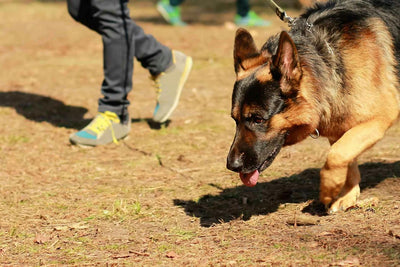 German Shepherd Training Tips Every Owner Should Know