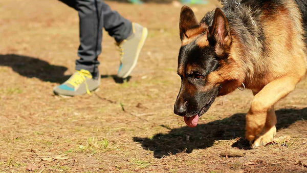 German Shepherd Training Tips Every Owner Should Know