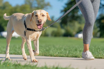Labrador Leash Training for Daily Walks