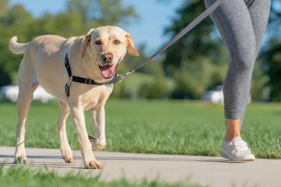 Labrador Leash Training for Daily Walks