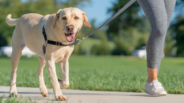 Labrador Leash Training for Daily Walks