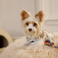 The Ultimate Guide to Dog Dental Health: Keeping Your Pup’s Smile Bright
