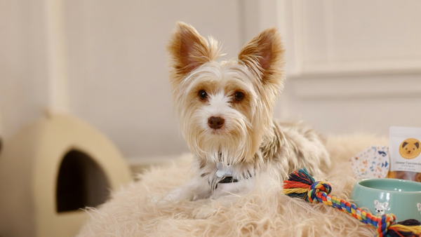 The Ultimate Guide to Dog Dental Health: Keeping Your Pup’s Smile Bright