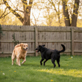 Introducing Dogs to Each Other Safely: A Complete Guide